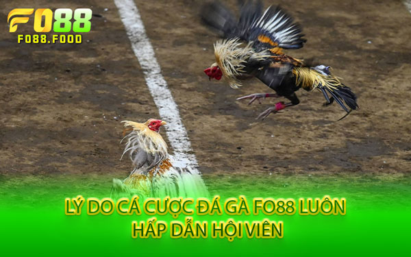Lý Do Cá Cược Đá Gà Fo88 Luôn Hấp Dẫn Hội Viên