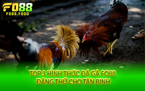 Top 3 Hình Thức Đá Gà Fo88 Đáng Thử Cho Tân Binh